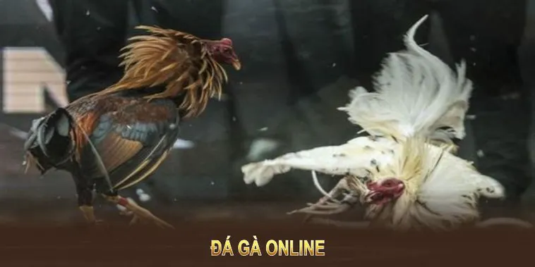 Cách Chơi Đá Gà GA28 Tại Win79 Hiệu Quả An Toàn Cho Người Mới