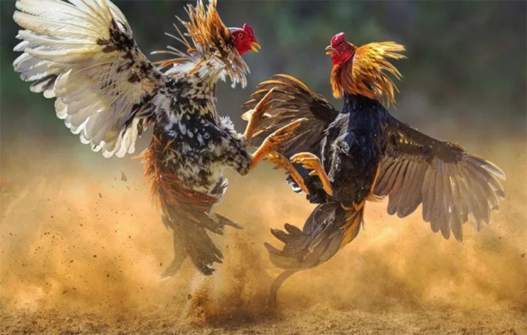 Cách Chơi Đá Gà WS168 Tại Win79 Cho Người Mới Với Kinh Nghiệm Thực Chiến