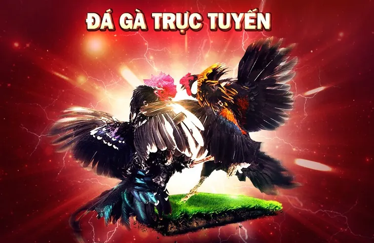 Đá Gà Win79 Trực Tuyến Và Cách Tham Gia Cá Cược Hiệu Quả